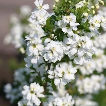 Hroznovec - Exochorda - 1033