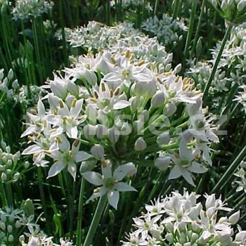 Pažitka čínská (Allium tuberosum) - 167P