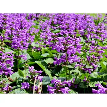 Čistec - Stachys grandifora - 164D