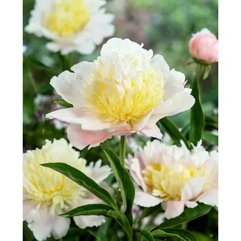 Paeonia Primavere- Pivoňka žlutá 3167