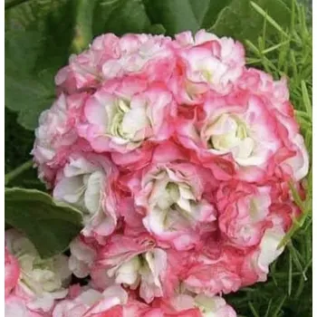 Pelargónie zonale Aplleblossom rosebau - růžičkokvětý, vzpřímený - 1290