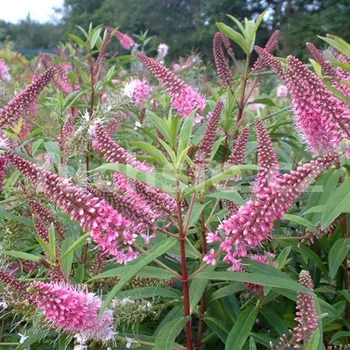 Hebe x andersonii zelené - 063