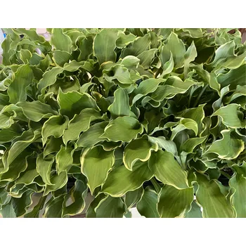 Hosta, Bohyška Shadowland Wheee 3156 A