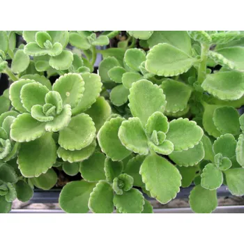 Oparovník- Plectranthus - 137O