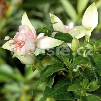 Diva White/White Fuchsie 485