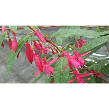 Vitalo mrazuvzdorná