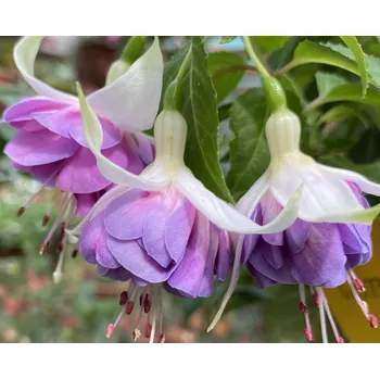 Michiels Luit Fuchsie 549