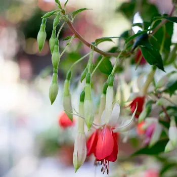 Zellertal Fuchsie 523