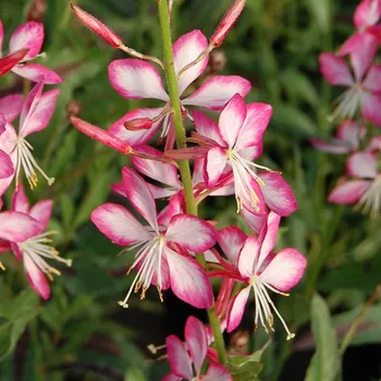 Gaura-Rose bicolor - svíčkovec 3105