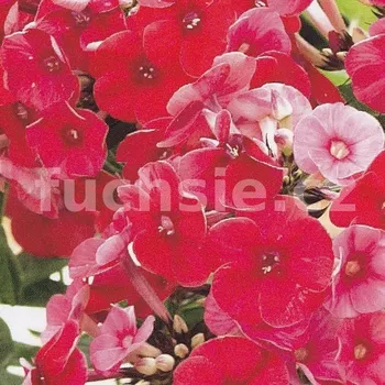 Phlox Paniculata červený-plamenka latnatá 3143