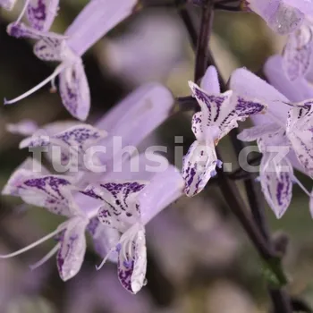 Molice Plectranthus Mona Purple - 089M