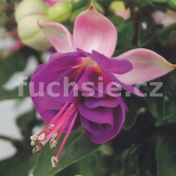 Jollies Trailing Valence Fuchsie 1030F