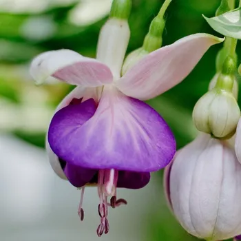 Pink Balet Girl Fuchsie (Bunney GB 1862)2)