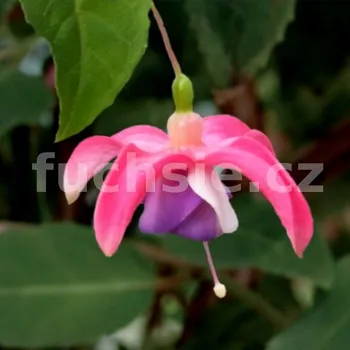 Barbe´s trio Fuchsie 1027 F