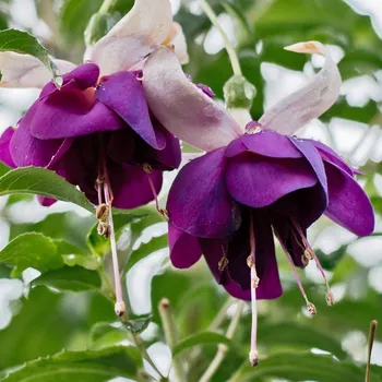 Fuchsie La grande Jollies Trailing Limousin 1185 F