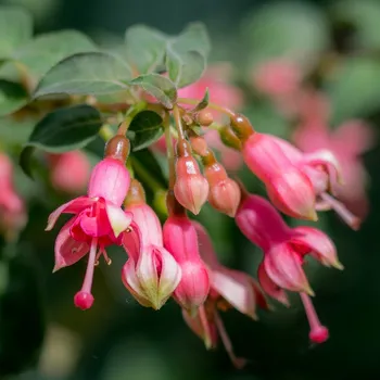 Schöne Wilhelmine Fuchsie 395