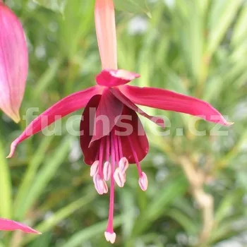 De Groot's Waterval Fuchsie 781