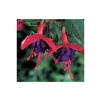 Leonita Semi Double Red -Blue Fuchsie
