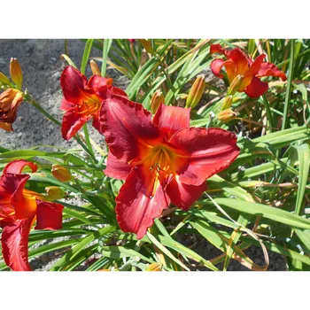 Hemerocallis - Denivka Amadeus
