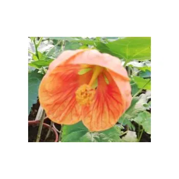 Abutilon oranžový