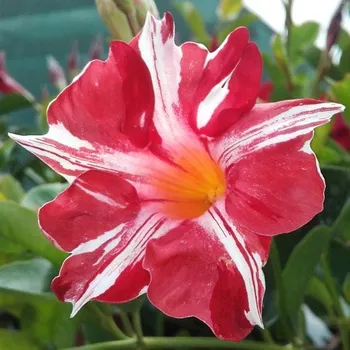 Mandevilla žíhaná červeno bílá