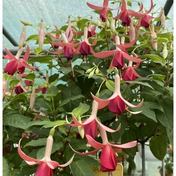 De Groot's Morgenrood Fuchsie 558