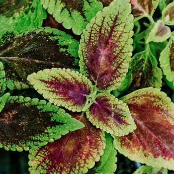 Africká kopřiva – Coleus žluto hnědo, zelený - 154 B