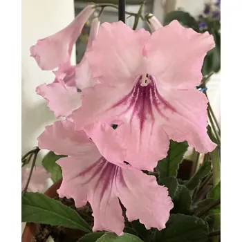 Streptocarpus (Tořivka) světle růžová