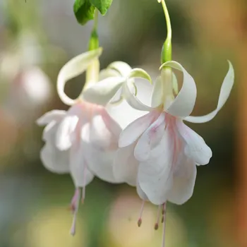 Mancunian Fuchsie 472