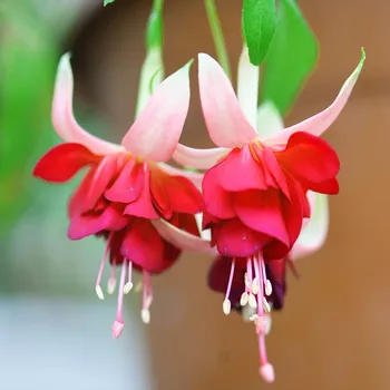 Modd Indigo Fuchsie 320