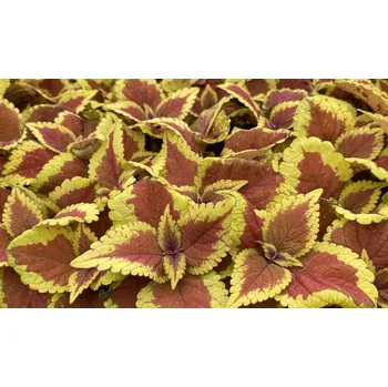 Africká kopřiva Coleus Trusty Rusty 153 B