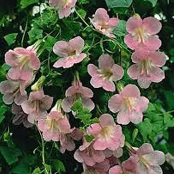 Asarina růžová (Lofos) - 026 R