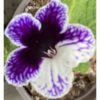 Streptocarpus, Tořivka fialovo bílá - 027CH