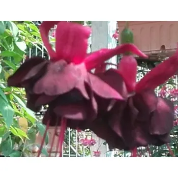 Merbeller Purple Rain 1141 F