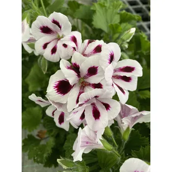 Pelargonie grandiflorum Aristo Purple Sprites,vzpřímený - 1287