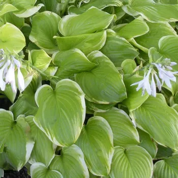 Hosta Fragant Bouquet-Bohyška 3152