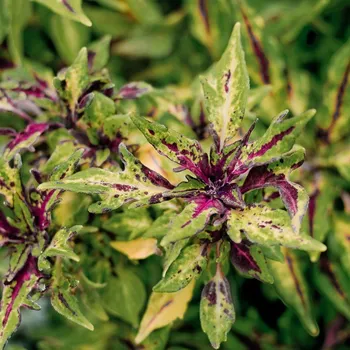 Coleus Chilli Papper-Africká kopřiva - 154 T