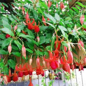 Balkony Queen Fuchsie (Neubronner D 1896) 306