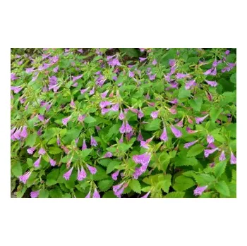 Calamintha grandiflora-Marulka - 173M