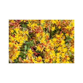 Sedum florif. Golden Yellow- rozchodník