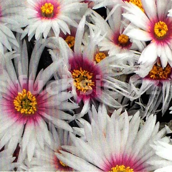 Lampranthus bílý - 091B