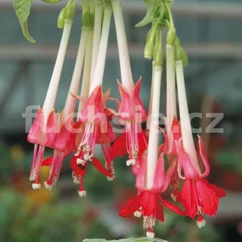 Boliv.Var. Pinc Cornet Fuchsie 358