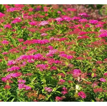 Tavolník (Spiraea Anthony Waterer) - 1069