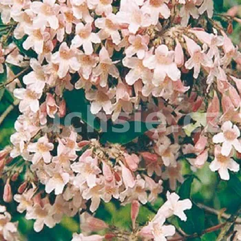 Kolkvicie (Kolkwitzia Amabilis) - 1053