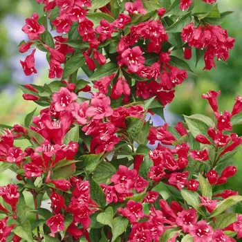 Vajgélie (Weigela Bristol Ruby) - 1077