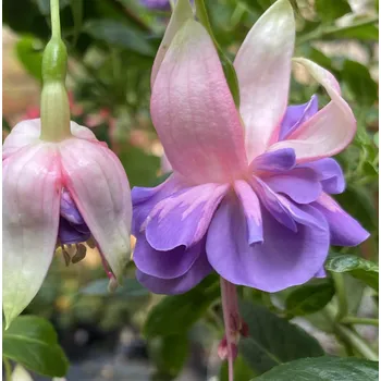 Peking (Fuchsie) 1036F