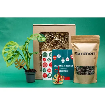 Gardners Vánoční dárková sada - Set Monstera adansonii Monkey Mask, substrát a zápich Monstera Monstera, Adansonova monstera, Švýcarský sýr