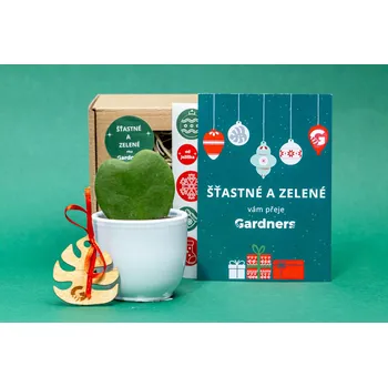 Vánoční dekorace Gardners Vánoční dárková sada - Set Hoya kerrii a květináč Hoja, Voskovka