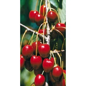 Sazenice Karešova třešeň