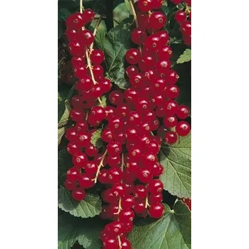 Sazenice Červený rybíz - stromek